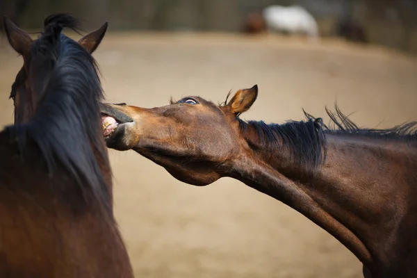 Cavalos selvagens — Fotografia de Stock