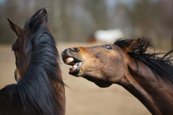 Дикие лошади — стоковое фото