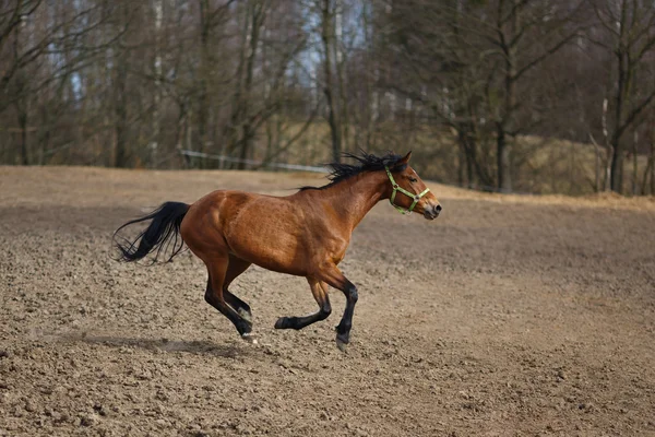 Lopend paard — Stockfoto