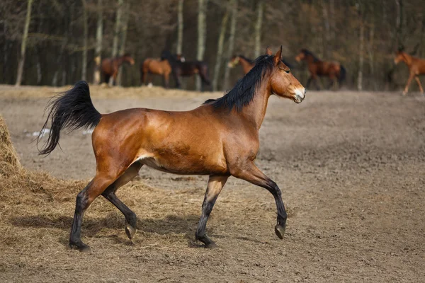 Chevaux de course — Photo