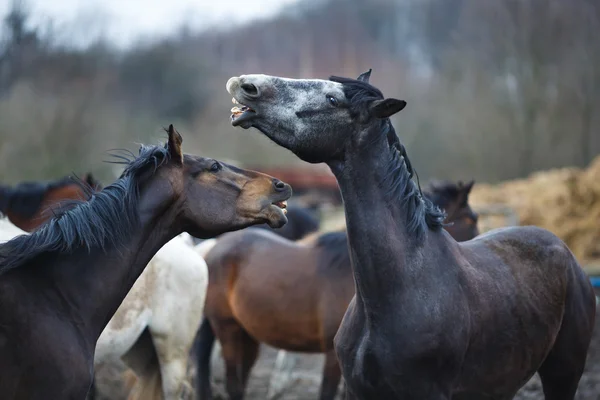 Wilde paarden — Stockfoto