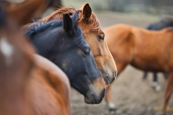 Cavalos selvagens — Fotografia de Stock