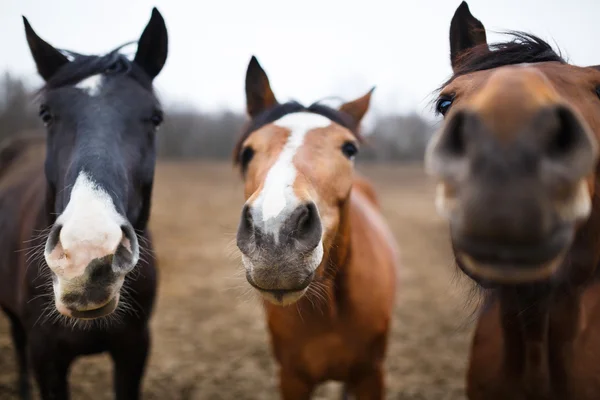 Wilde paarden — Stockfoto