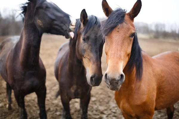 Cavalos selvagens — Fotografia de Stock