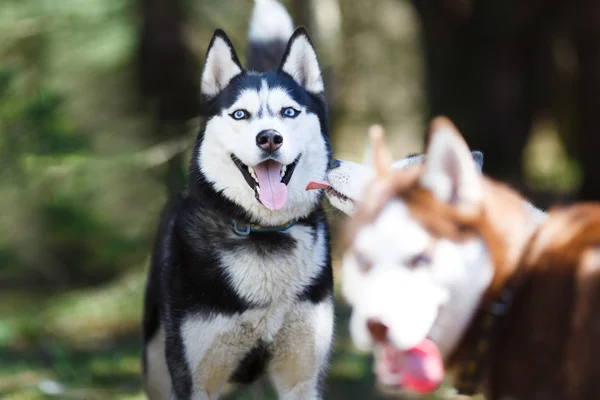 Husky v lese — Stock fotografie