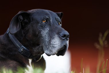 Yaşlı köpeğin portresi.