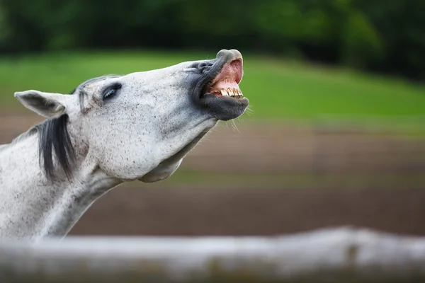 Cavalo farejador — Fotografia de Stock