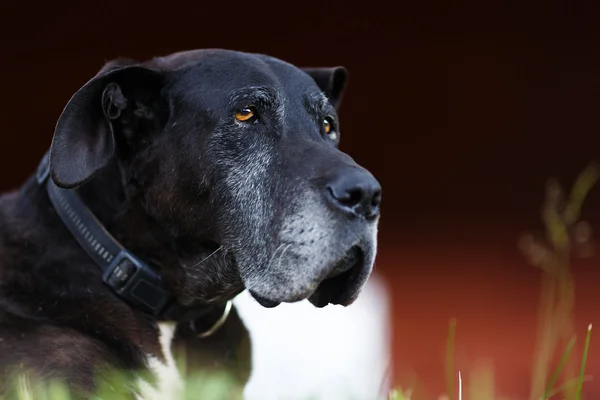 Ritratto di vecchio cane — Foto Stock