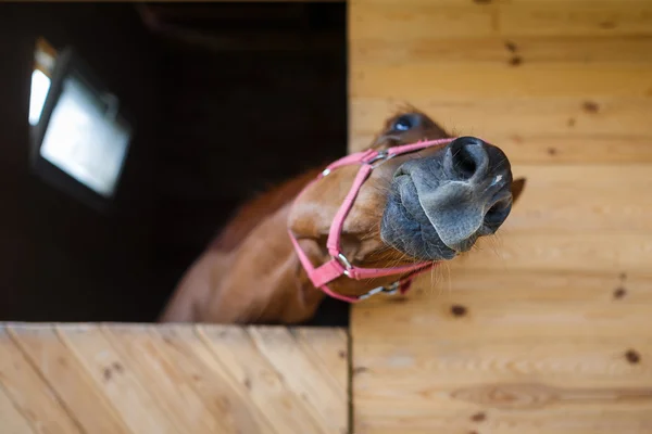 Cavalo no estábulo — Fotografia de Stock