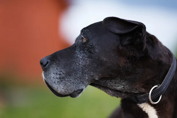 Портрет старого пса — стоковое фото