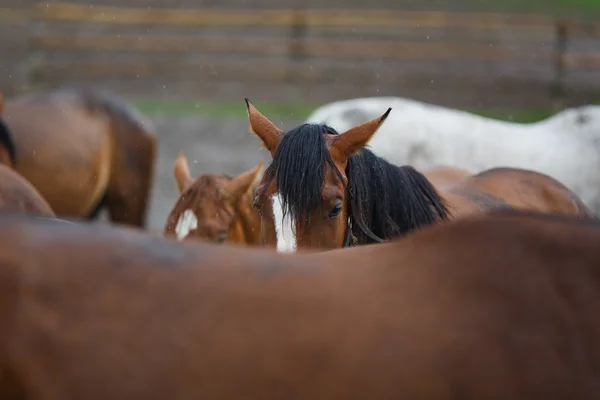 Paarden in de regen — Stockfoto