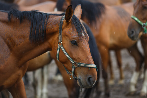 Лошади под дождем
