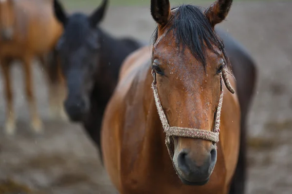 Cavalli sotto la pioggia — Foto Stock