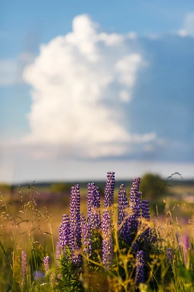 Violet lupine flowers — Stock Photo, Image