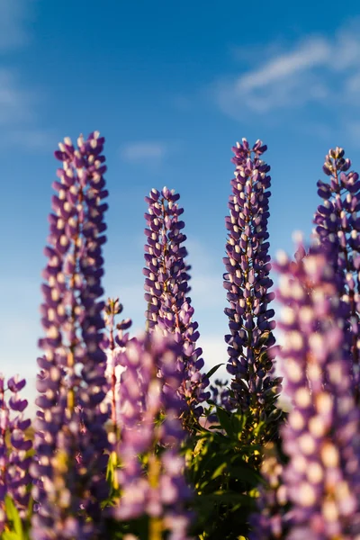 Violet lupine flowers — Stock Photo, Image