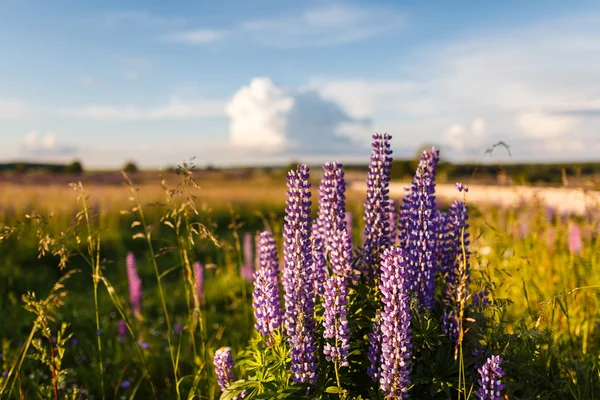 Violet lupine flowers — Stock Photo, Image