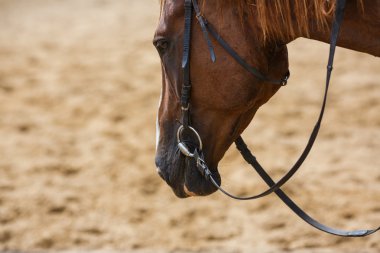 Horse on the arena