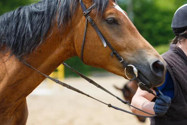 Horserider on the arena — Stock Fotó