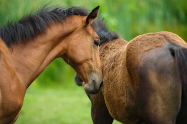 Foal horse with her mother