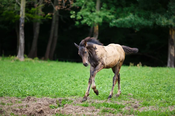 Running young foal — Stockfoto