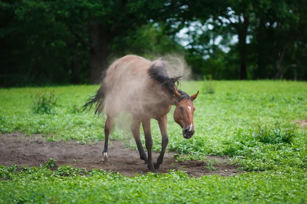 Häst på ängen — Stockfoto