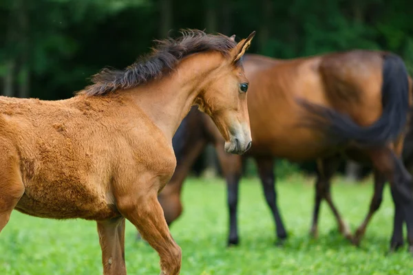 Caballo potro con su madre — Foto de Stock