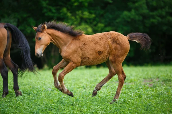 Poulain cheval avec sa mère — Photo