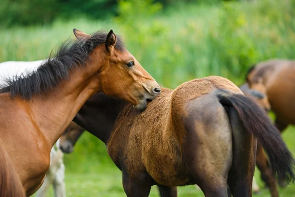 Foal horse with her mother — Φωτογραφία Αρχείου