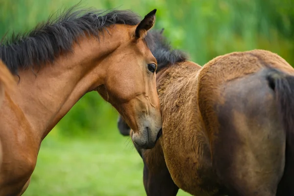 Foal horse with her mother — ストック写真