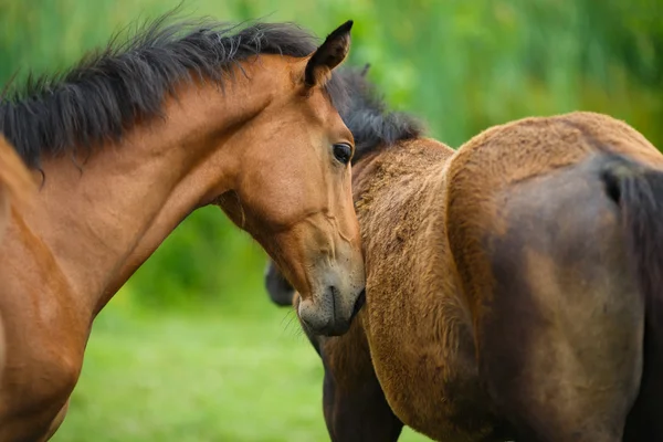 Caballo potro con su madre — Foto de Stock