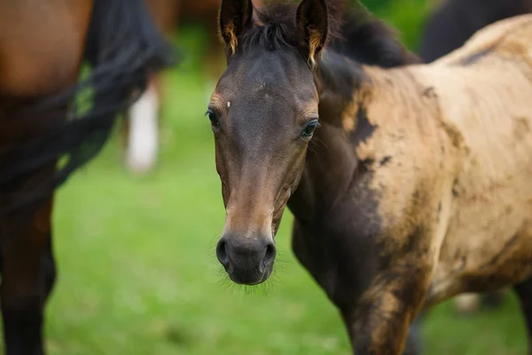 Caballo potro con su madre — Foto de Stock