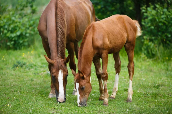 Poulain cheval avec sa mère — Photo