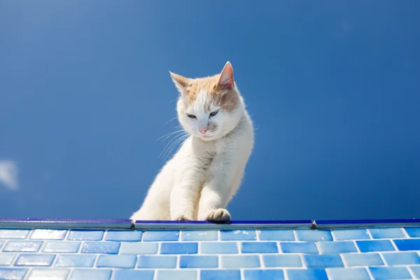 Lekfull vit katt bredvid poolen — Stockfoto