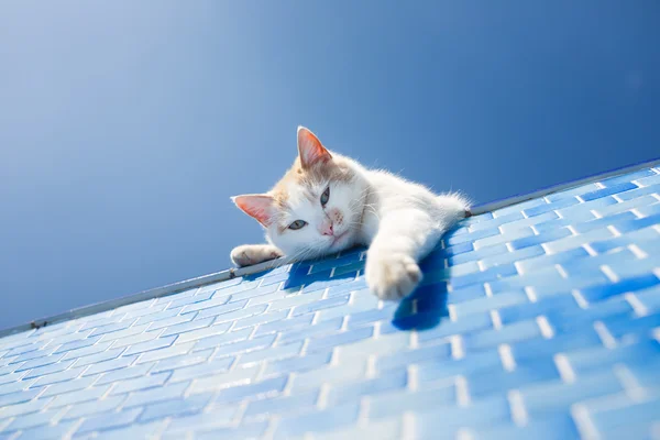 Figlarny biały kot przy basenie — Zdjęcie stockowe