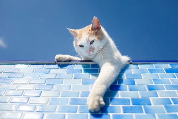 Lekfull vit katt bredvid poolen — Stockfoto