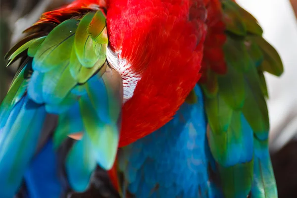 Papagaio Ara limpa suas asas — Fotografia de Stock