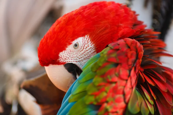 Papoušek Ara čistí svá křídla — Stock fotografie