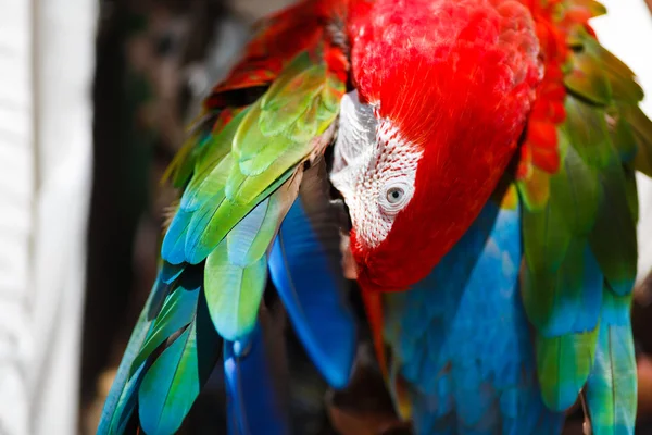 Papagaio Ara limpa suas asas — Fotografia de Stock