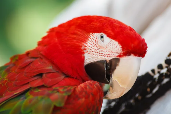 Портрет попугая — стоковое фото