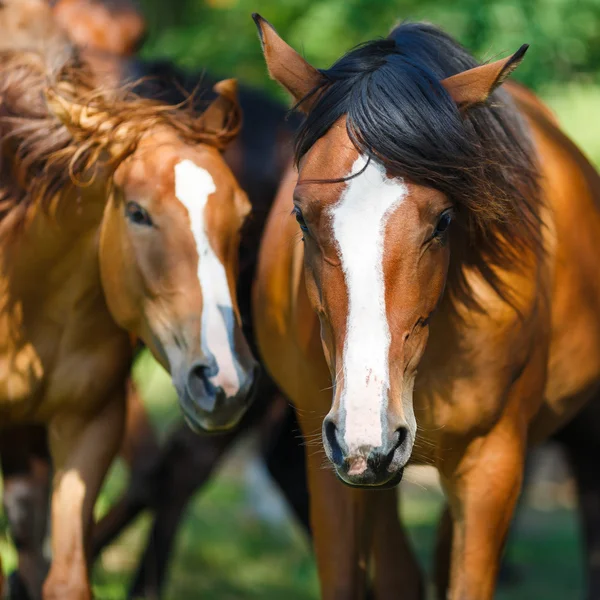 Troupeau de chevaux sur la prairie — Photo