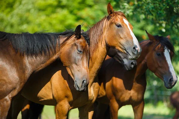 Kudde van paard op de weide — Stockfoto