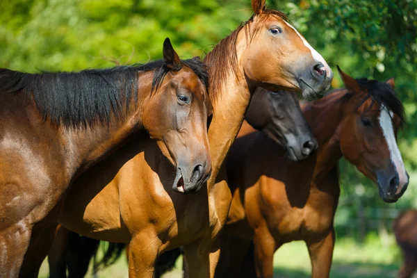 Стадо лошадей на лугу — стоковое фото