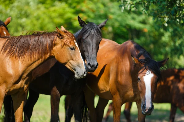 Mandria di cavalli sul prato — Foto Stock