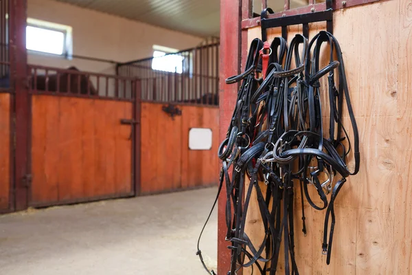 Horse bridles hanging in stable — Stock Photo, Image