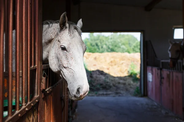 Caballo blanco en el establo — Foto de Stock