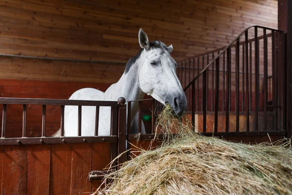 Koń jedzący siana — Zdjęcie stockowe