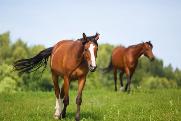 Portrait de cheval à l'heure d'été — Photo