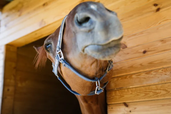 La nariz de un caballo de cerca — Foto de Stock