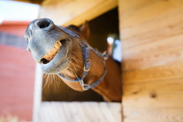 Cavallo nella stalla — Foto Stock