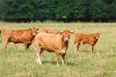 Limousin sığır sahada